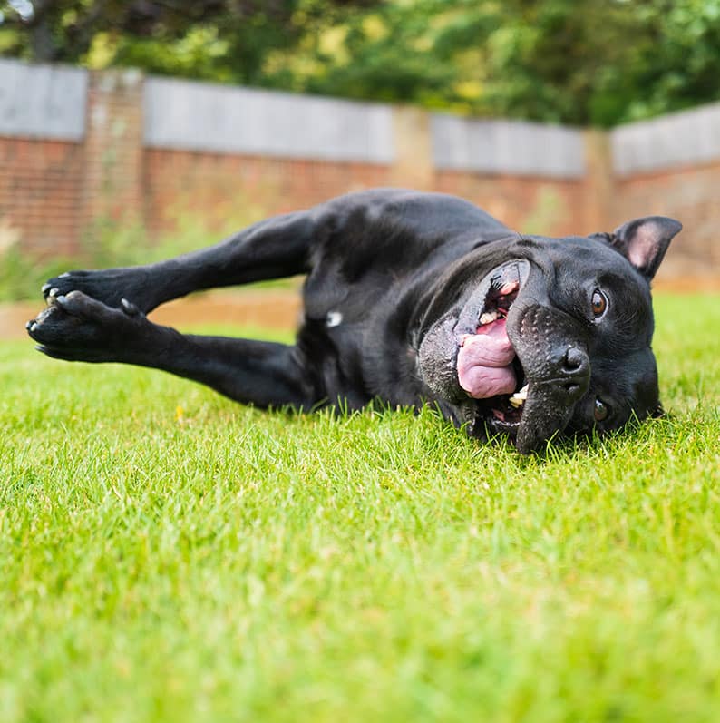 Happy Dog in Clean Yard - Phoenix